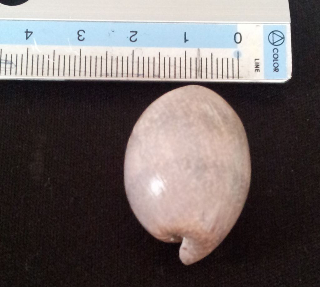 Gasteropode da determinare